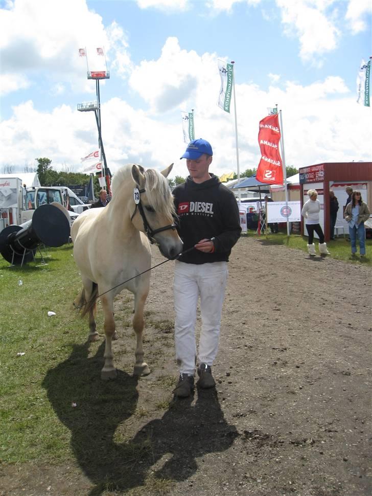 Fjordhest Kaia Halsnæs billede 7