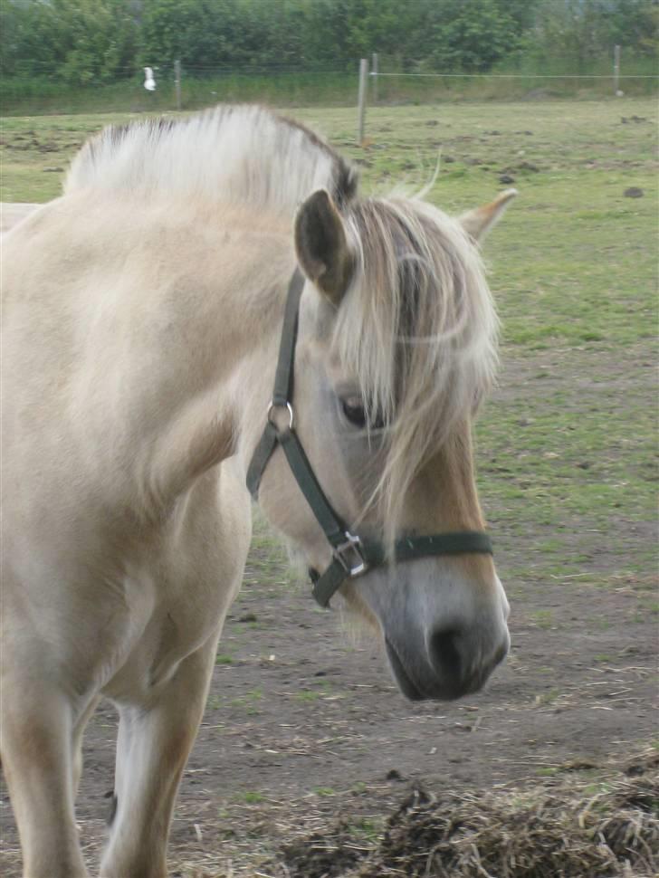 Fjordhest Kaia Halsnæs billede 8