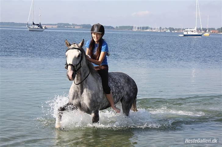 Lusitano Urque - 4#  Urqski på stranden, sommer 2009 <3      August 2009 billede 4