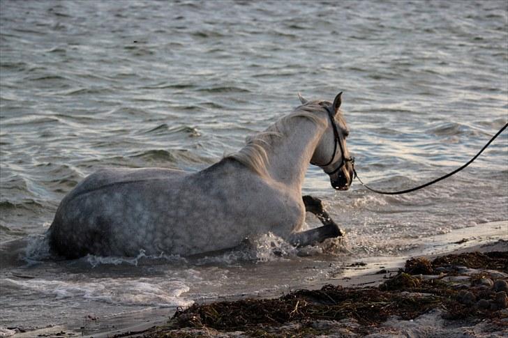 Lusitano Urque - 6# Urq og hans særheder (:    Juli 2010 billede 6