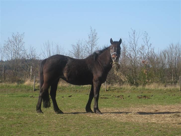 Anden særlig race Shiela billede 1
