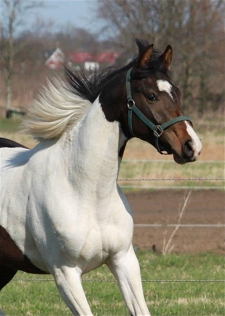 Pinto Enekær's Viento de Verano #solgt# - Taget d. 11. april 2011 billede 1