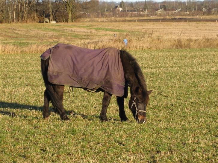 Anden særlig race Shiela billede 3