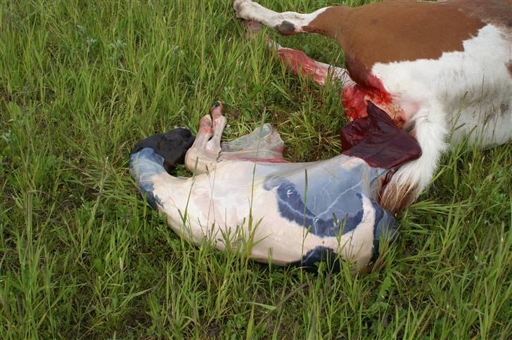 Pinto Enekær's Viento de Verano #solgt# billede 2