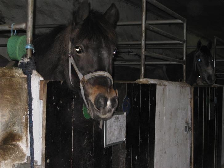 Anden særlig race Shiela billede 4