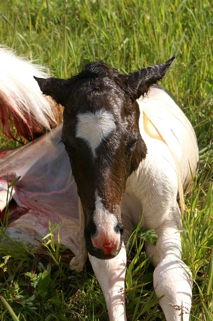 Pinto Enekær's Viento de Verano #solgt# billede 3