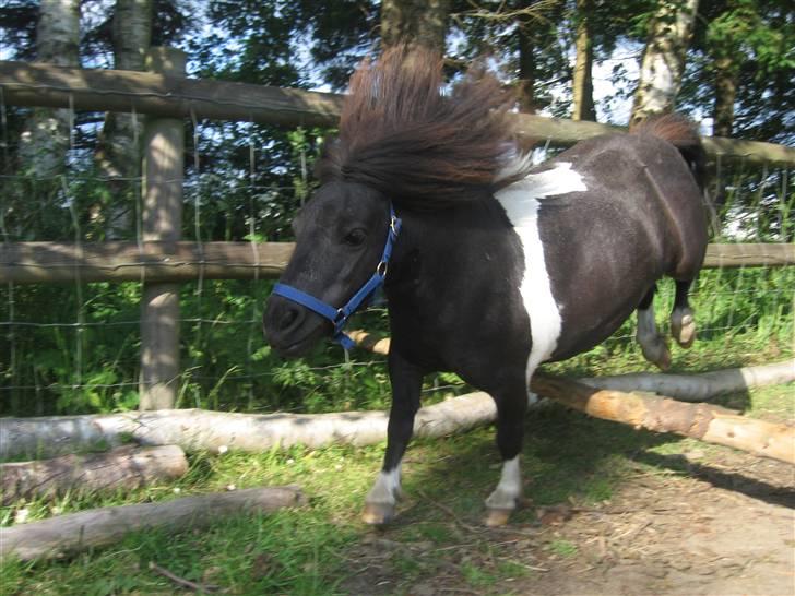 Miniature Nuser R.I.P billede 13