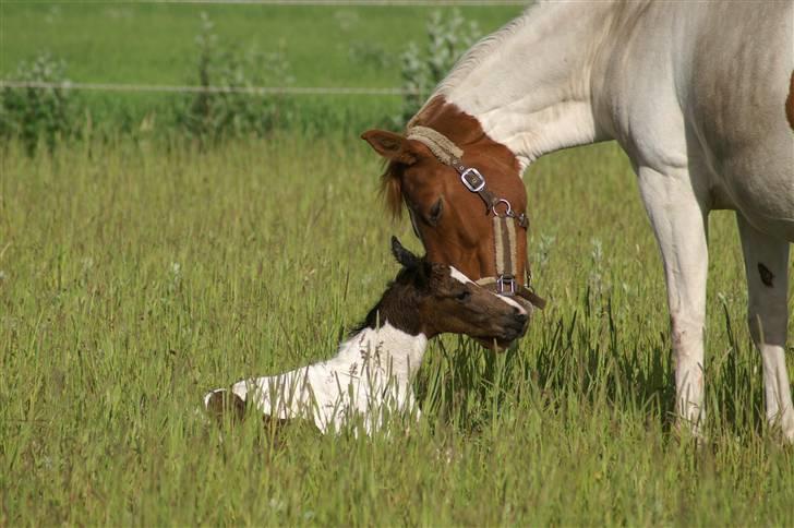 Pinto Enekær's Viento de Verano #solgt# billede 4