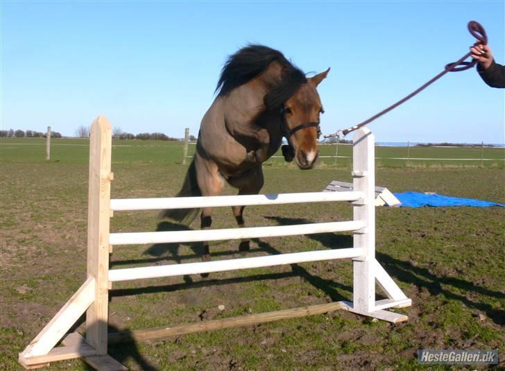 Amerikansk Miniature Kawo's Top Buck Cadeau - April 2010. Cadie springer 70 cm. Foto: Camilla Schierff  billede 16