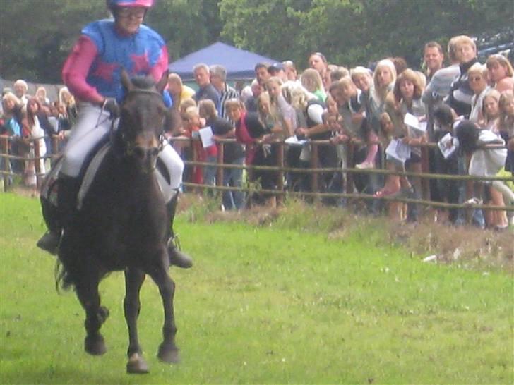 Anden særlig race Shiela billede 6