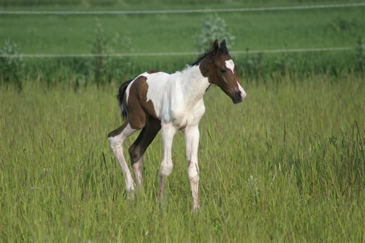 Pinto Enekær's Viento de Verano #solgt# billede 5