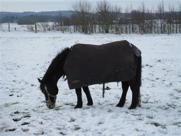 Anden særlig race Shiela billede 7