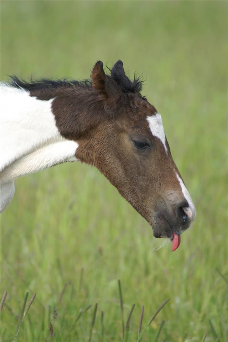 Pinto Enekær's Viento de Verano #solgt# billede 6