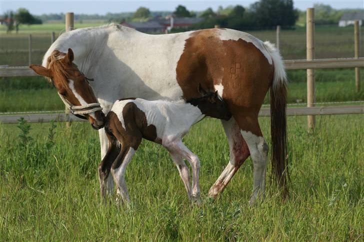 Pinto Enekær's Viento de Verano #solgt# billede 7