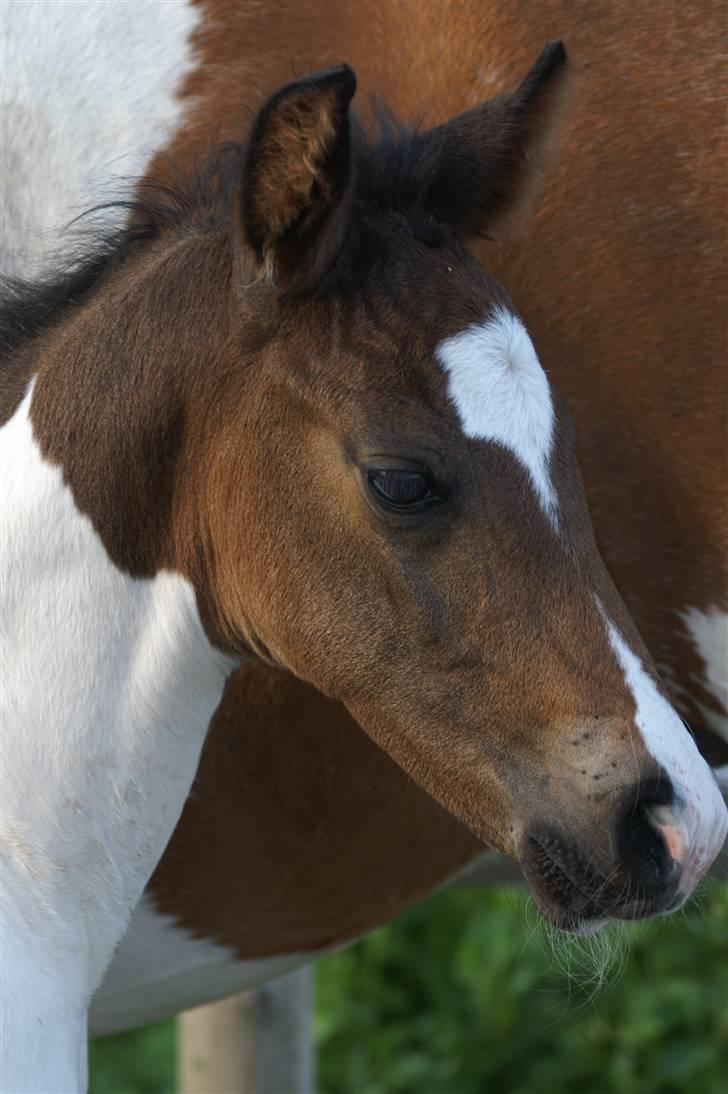 Pinto Enekær's Viento de Verano #solgt# - Fra dette billede og til billed 14, er taget d.22. juni.. :) billede 8