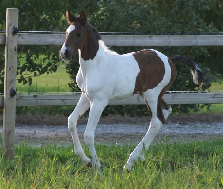 Pinto Enekær's Viento de Verano #solgt# billede 9