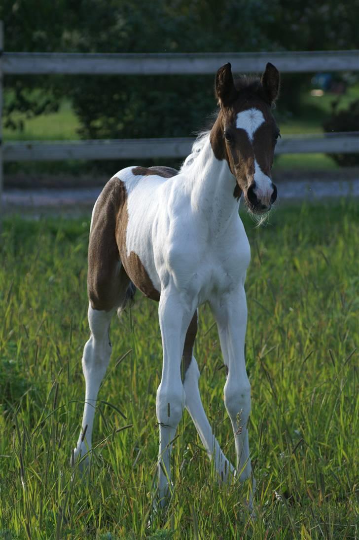 Pinto Enekær's Viento de Verano #solgt# billede 10