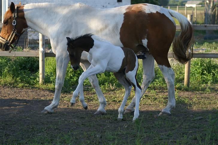 Pinto Enekær's Viento de Verano #solgt# billede 11