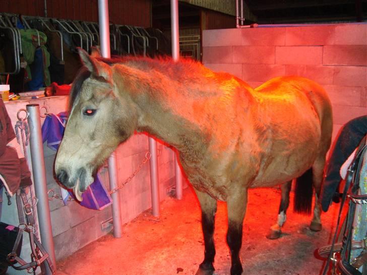 Anden særlig race Bailey Rough  - Bailey i solarie<3 dejligt! billede 19