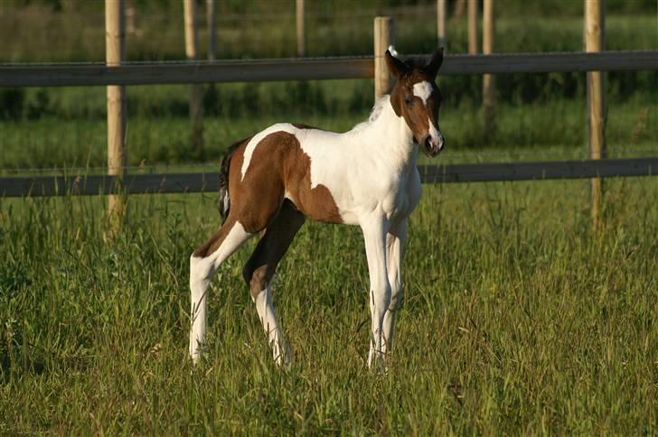 Pinto Enekær's Viento de Verano #solgt# billede 12