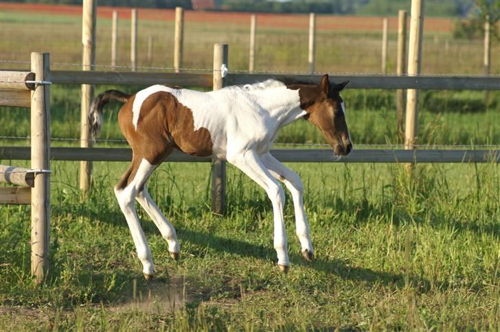 Pinto Enekær's Viento de Verano #solgt# - Hva hedder denne øvelse mon..? :) billede 13