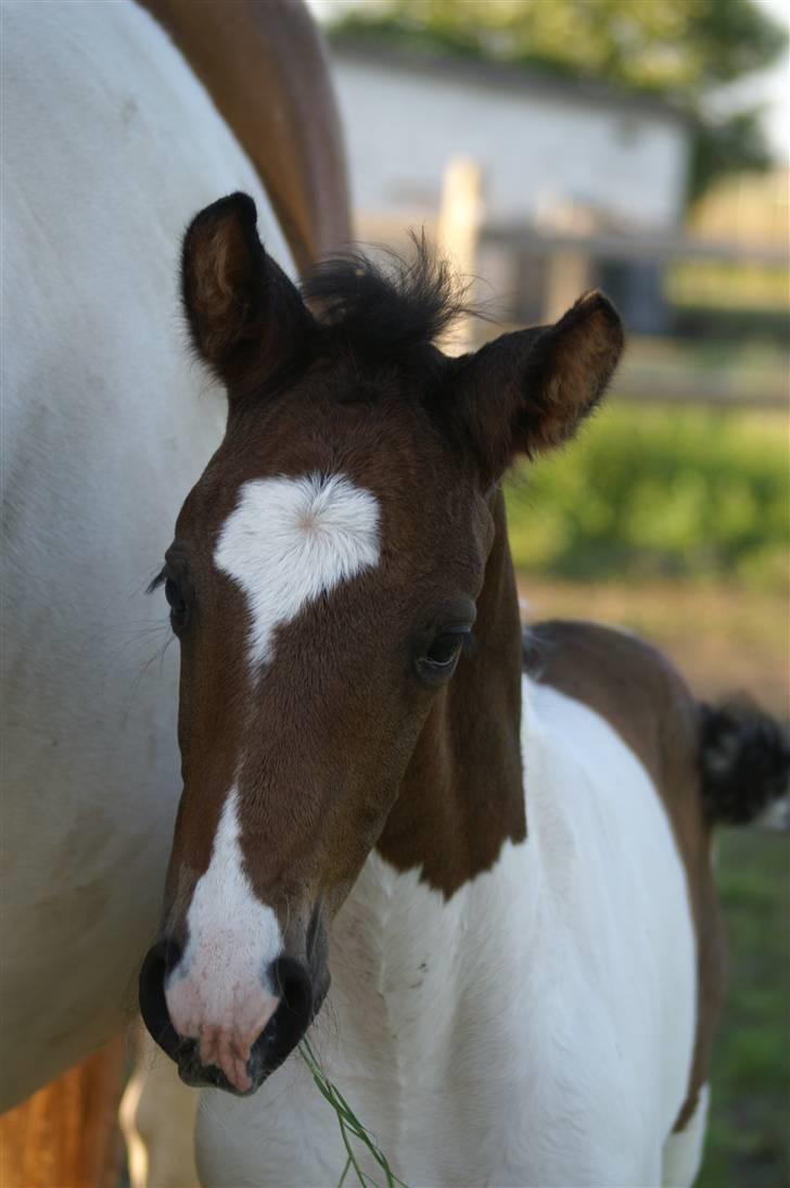 Pinto Enekær's Viento de Verano #solgt# billede 14