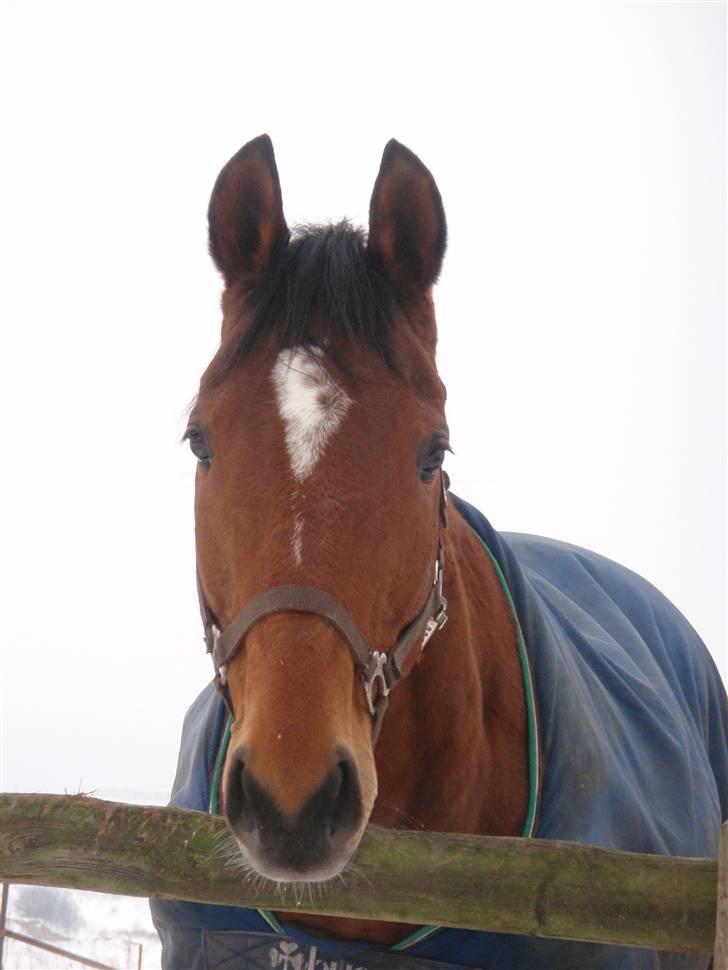 Fuldblod (XX) Little Wing - 1# Velkommen til Little Wing´s profil (Foto; Mig) billede 1