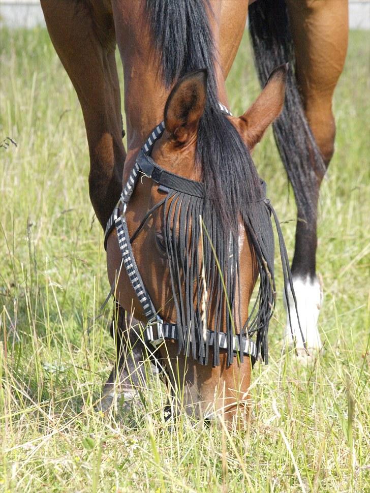 Fuldblod (XX) Little Wing - 3# NYT Lille på folden en dag i Juli (Foto; Mig) billede 3