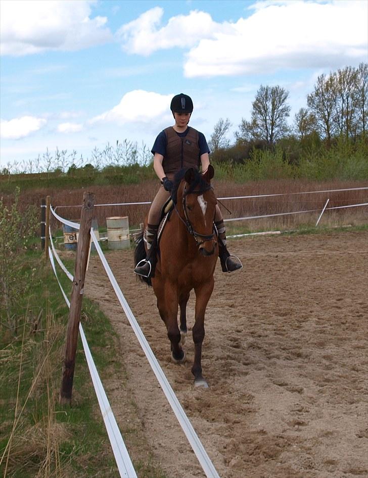 Fuldblod (XX) Little Wing - 4# Lille i trav (Foto; Far) billede 4