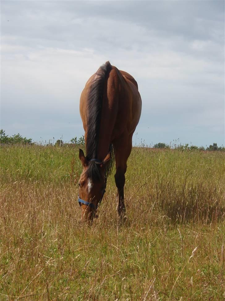 Fuldblod (XX) Little Wing - 5# Lille på folden, en af de sjældne gange hvor han gad stå stille (Foto; Mig) billede 5
