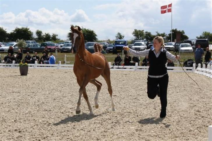 Arabisk fuldblod (OX) Kabir el Azraff  - Nat Show 09 Foto: Mettelinde.dk billede 20