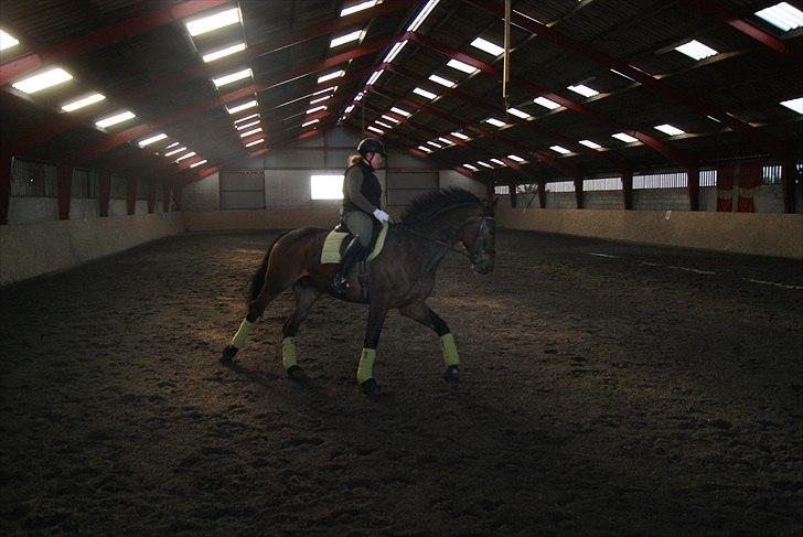 Dansk Varmblod Cæsar billede 6