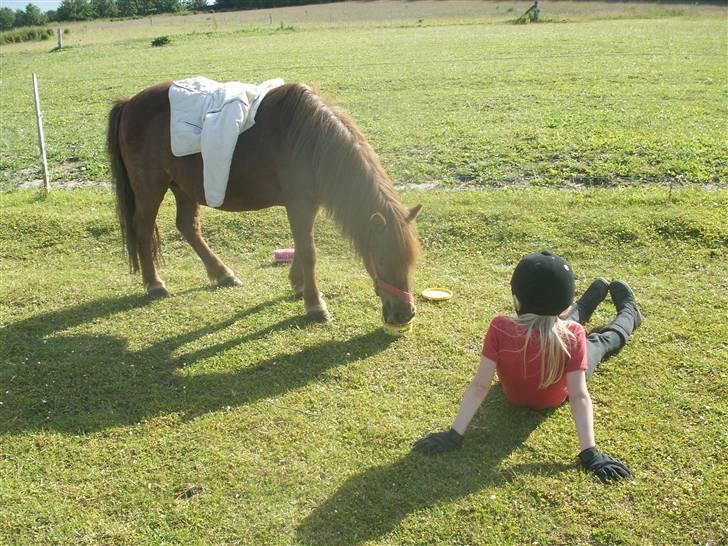 Shetlænder Bella - Ahh... dejligt at slappe af i solen! (: Foto: Mig billede 10