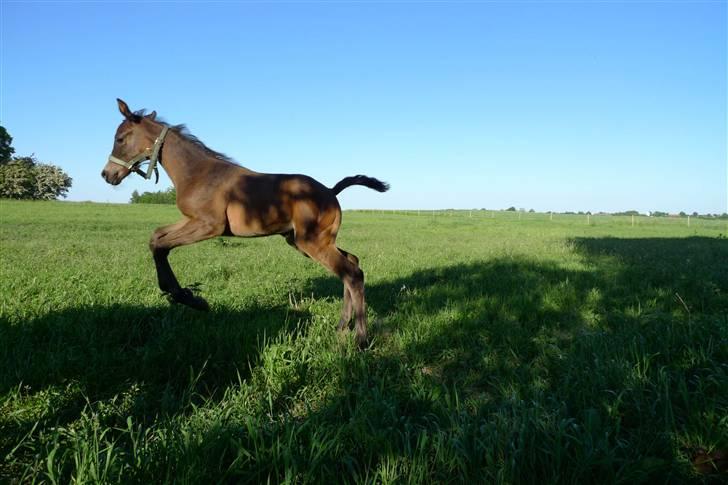 Dansk Varmblod Charisse Zola - Der er dressur forventninger, men springe kan vi vel også?? (: billede 1