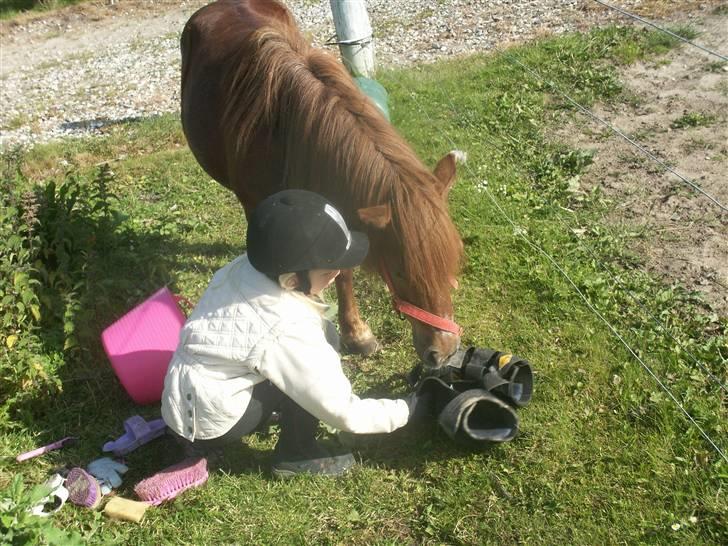 Shetlænder Bella - Er der ikke noget mere af den der sliksten. Et eller andet sted? Foto: Mig billede 11