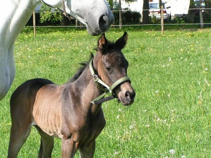 Dansk Varmblod Charisse Zola billede 2