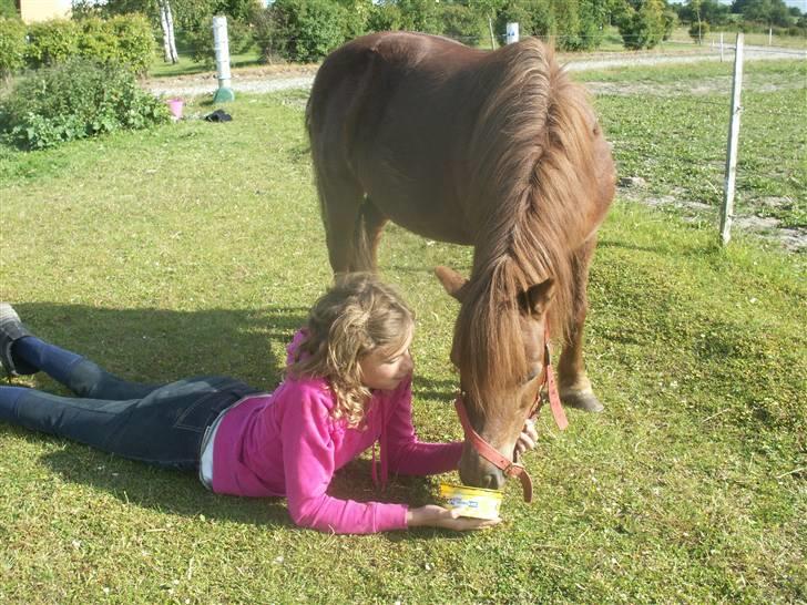 Shetlænder Bella - Mhhh.. Den sliksten smager godt!  Foto: Maria billede 12