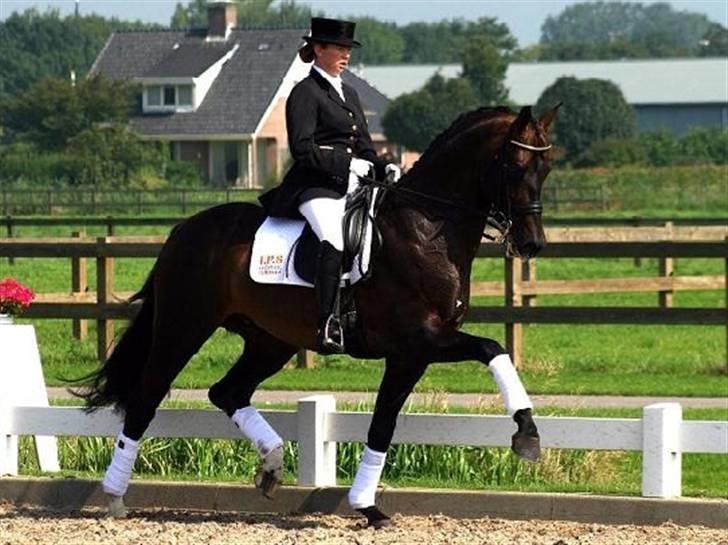 Dansk Varmblod Charisse Zola - Farmand (: billede 3