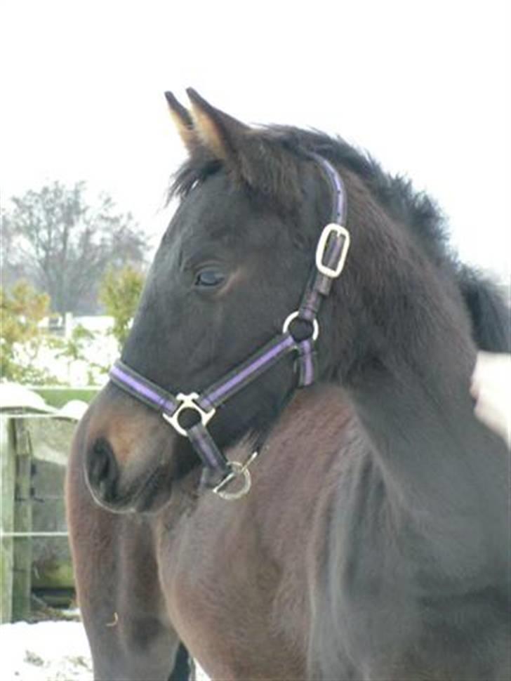 Dansk Varmblod Charisse Zola billede 4