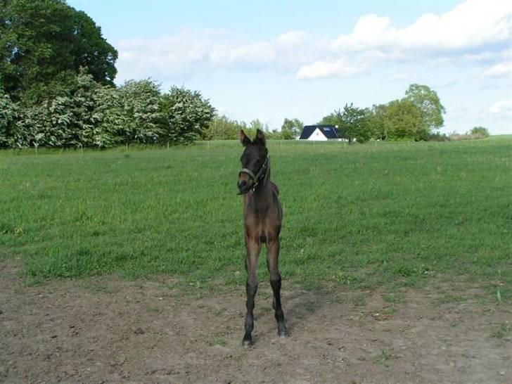 Dansk Varmblod Charisse Zola billede 5