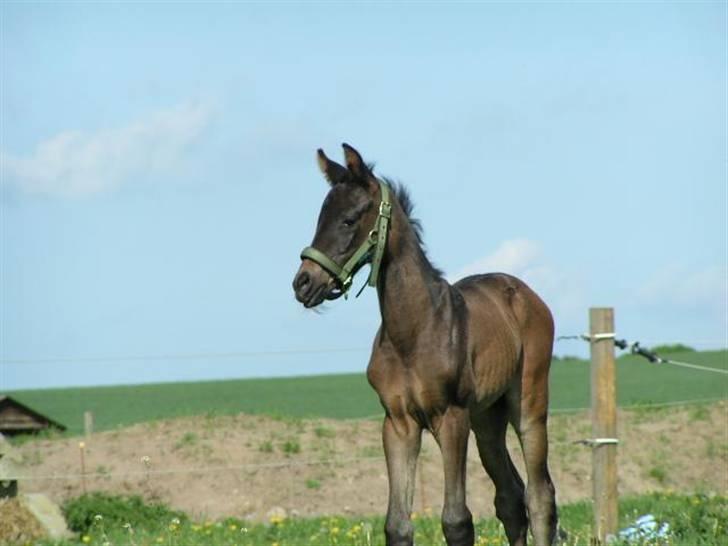 Dansk Varmblod Charisse Zola billede 6