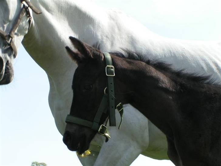 Dansk Varmblod Charisse Zola billede 7