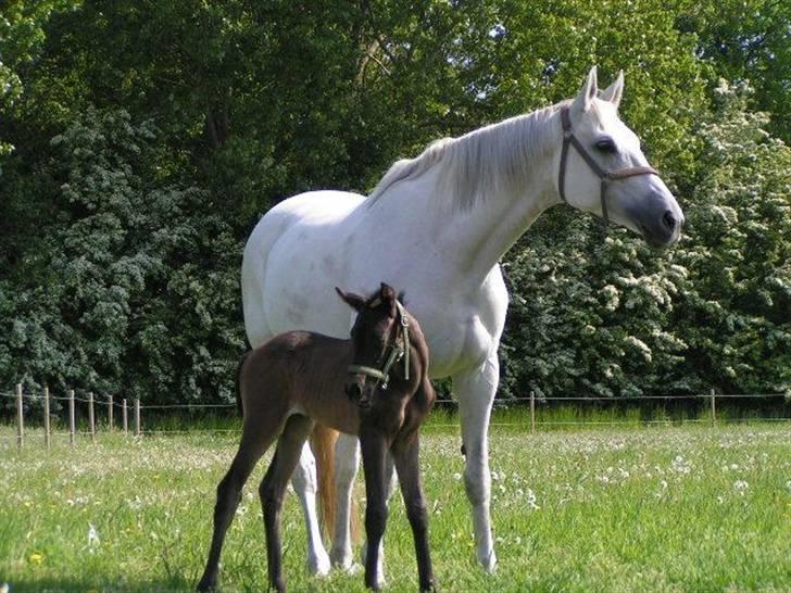 Dansk Varmblod Charisse Zola billede 8