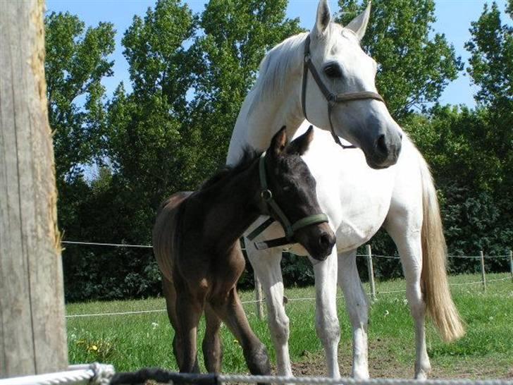 Dansk Varmblod Charisse Zola billede 9