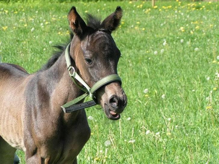 Dansk Varmblod Charisse Zola billede 10