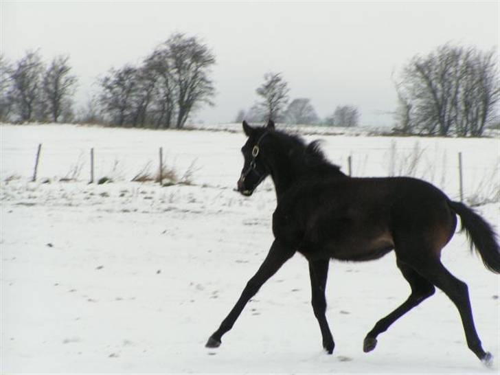Dansk Varmblod Charisse Zola billede 11