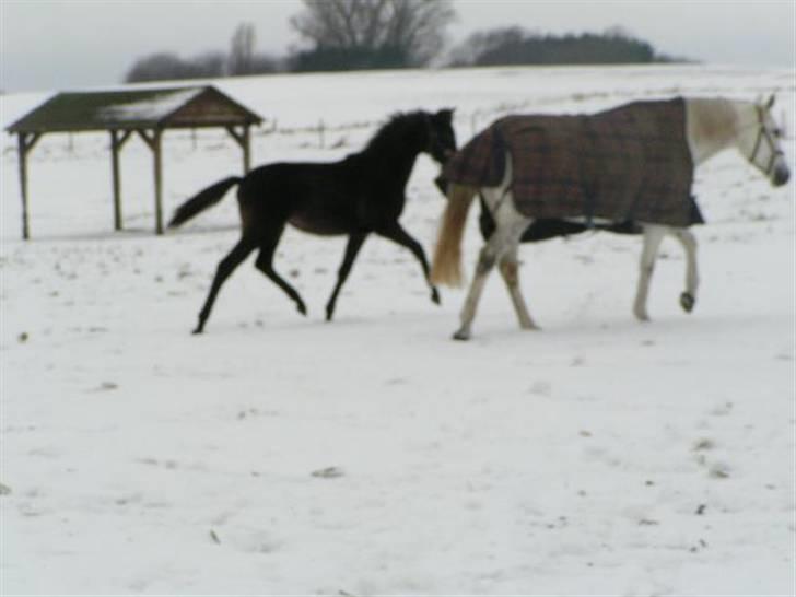 Dansk Varmblod Charisse Zola billede 12