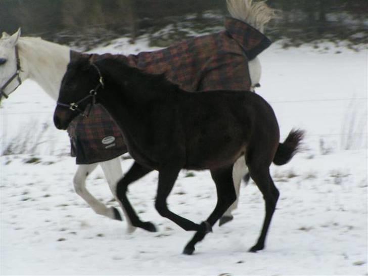 Dansk Varmblod Charisse Zola billede 13