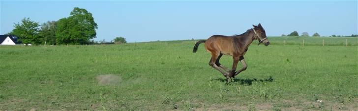 Dansk Varmblod Charisse Zola - Elsker dette billede XD Et par meter bag den er der en støv-sky :P billede 15