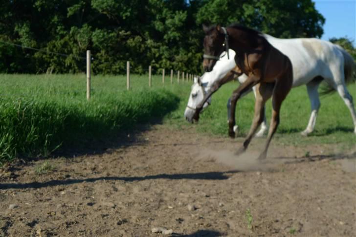 Dansk Varmblod Charisse Zola - Den kunne ikke rigtig stoppe, og var ved at løbe i hegnet :/ :P billede 16